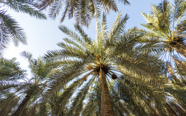 SAUDI ARABIA , RIYADH PALM 
