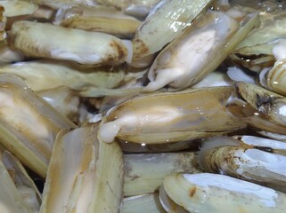 Razor Clam