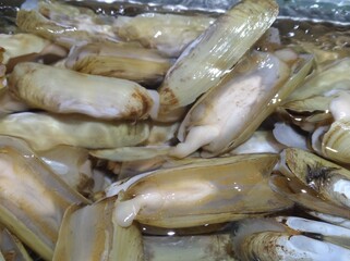 Razor Clam
