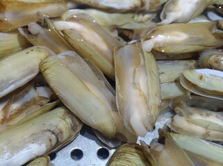 Razor Clam