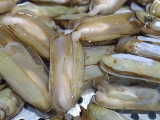 Razor Clam