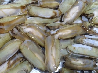 Razor Clam