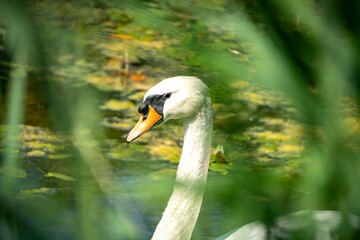 Schwan im Teich