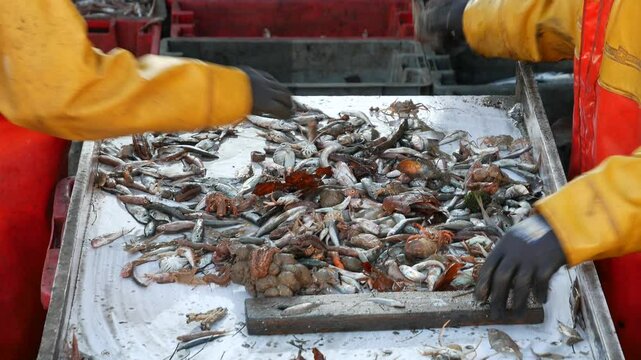 Retour de p&ecirc;che, tri des poissons