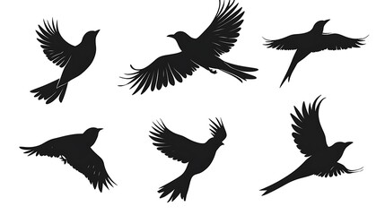 Fototapeta premium set of birds