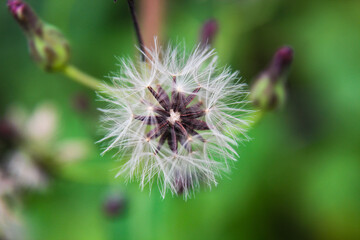 Single Dandelion in a meadow with purple flowers