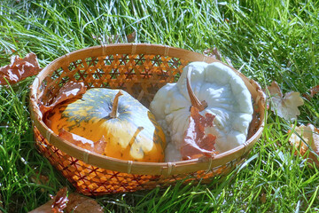 Small patterned pumpkins in a basket on grass in the garden