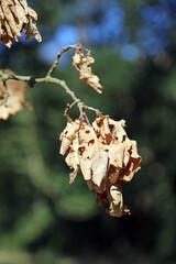 Closeup of dead Oak leaves ready to fall in Autumn, Suffolk England
