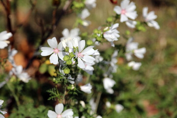 Closeup of white Musk Mallow blooms, Suffolk England
