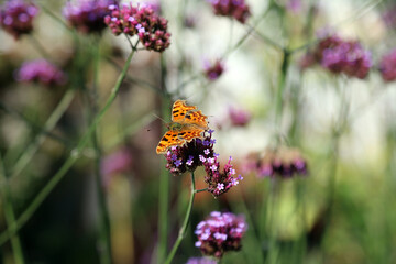 Macro image of a Comma Butterfly perched on Verberna blooms, Suffolk England
