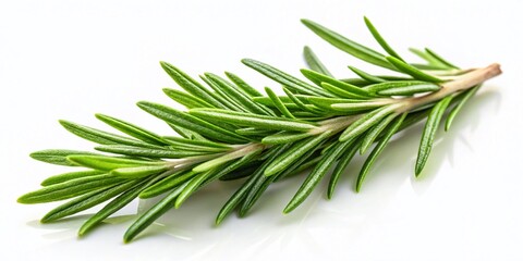 Fototapeta premium Fresh Rosemary Sprig Isolated on White Background for Culinary and Medicinal Use