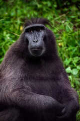 Celebes crested macaque