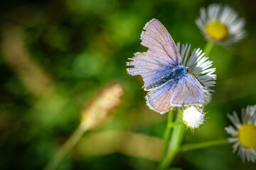 blue butterfly on a flower