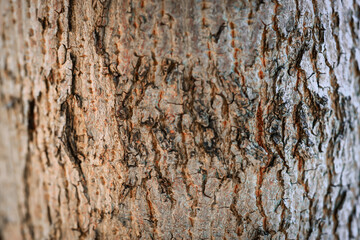 texture of the wood