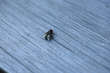 ant on a macro