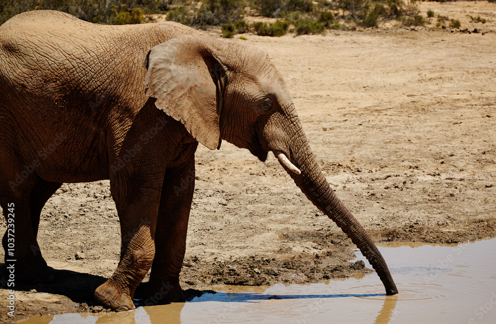 Wall mural wildlife, elephant and drinking at waterhole in desert for hydration, endangered species and biodive