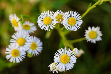 Obraz premium daisies in the garden