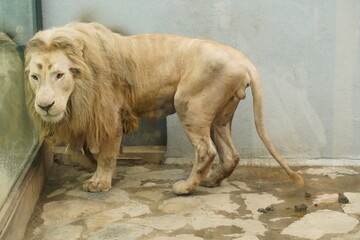Male white African lion.