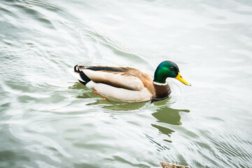 Male and female mallard duck swimming on a pond with green water while looking for food. High quality photo