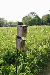 A close view of the double wood birdhouses in the field.