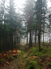 Obraz premium Waldweg