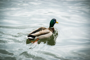 Male and female mallard duck swimming on a pond with green water while looking for food. High quality photo