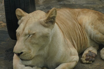 Female white African lion.