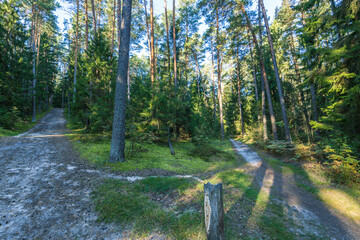 Fototapeta premium A forest with a dirt road and a sign pointing to the left