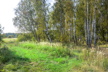 A forest with trees and grass