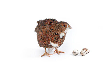 single quail on white background
