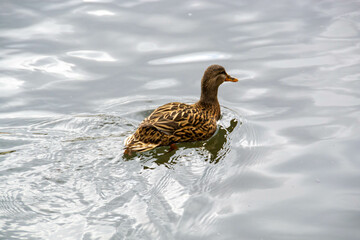 Male and female mallard duck swimming on a pond with green water while looking for food. High quality photo