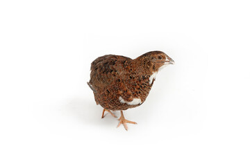 single quail on white background
