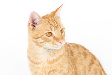 Portrait of ginger cat on studio 