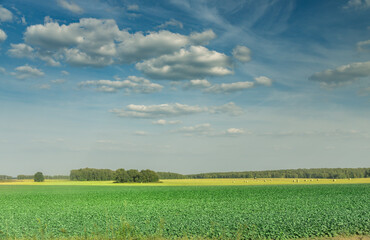 Obraz premium A field of green grass with a few trees in the background