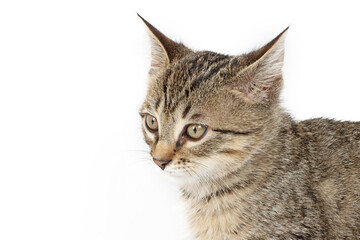 portrait of a worried kitten with her ears back 
