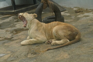 A portrait of a wild lion in the zoo.