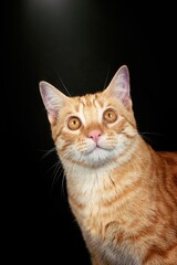 Portrait of ginger cat on studio 