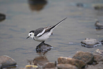 Black-backed wagtail on rock birdwatching in the forest. 