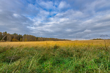 A field of grass with a cloudy sky in the background