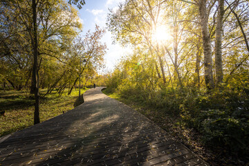 Obraz premium A path in a park with trees and a sun shining on it
