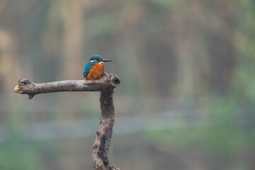 Common kingfisher on branch birdwatching in the forest. 