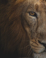 Lion King © ravikiran