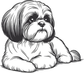 Line Art Cute Shih Tzu Dog line drawing vector illustration