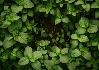 Herb wall plant wall natural green wallpaper and background nature wall Nature background of green...