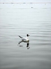seagull on the beach