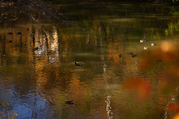 Mandarin ducks swim on the ripples of a lake with the autumn forest reflected in it.