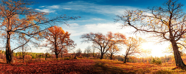 Autumn forest landscape. Gold color tree, red orange foliage in fall park. Nature change scene. Yellow wood in scenic scenery. Sun in blue sky. Panorama of a sunny day, wide banner, panoramic view.