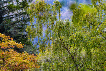 Glencoe Lochan trail Scotland