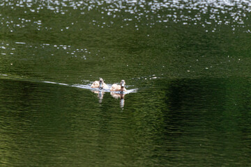 Ducks at Glencoe Lochan trail Scotland