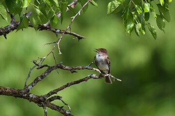 Small Brown Headed Nuthatch perched on the tree on the blurry green background